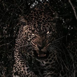 伊人情人网综合
